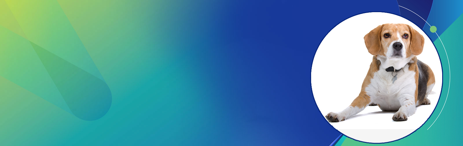 Pharmacokinetic (PK) study of a compound following single dose intravenous and oral administration to female beagle dogs in a crossover design