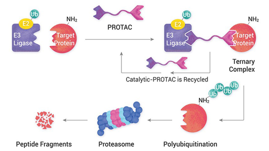 PROTACs: Research for a life without cancer