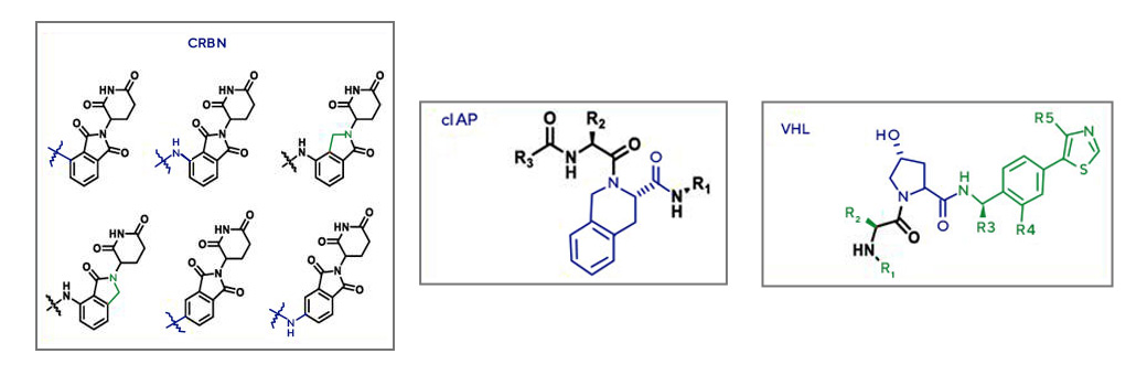 pharmacokinetic Studies