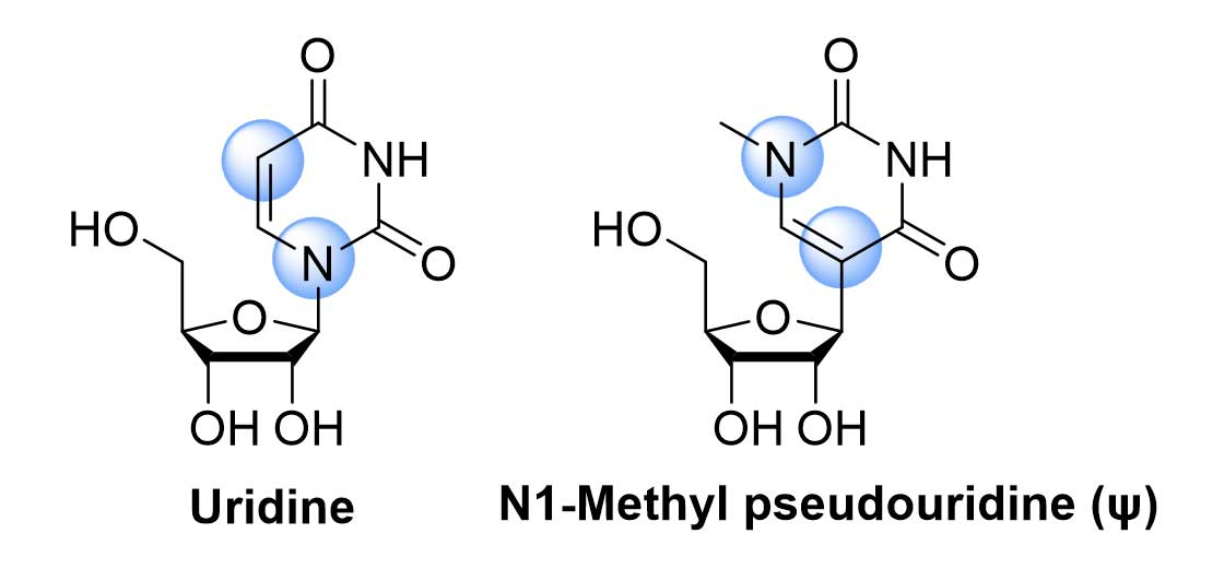 Uridine and N1-Methyl pseudouridine