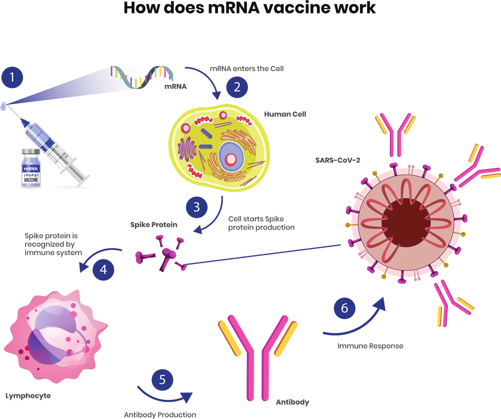 How does mRNA vaccine work