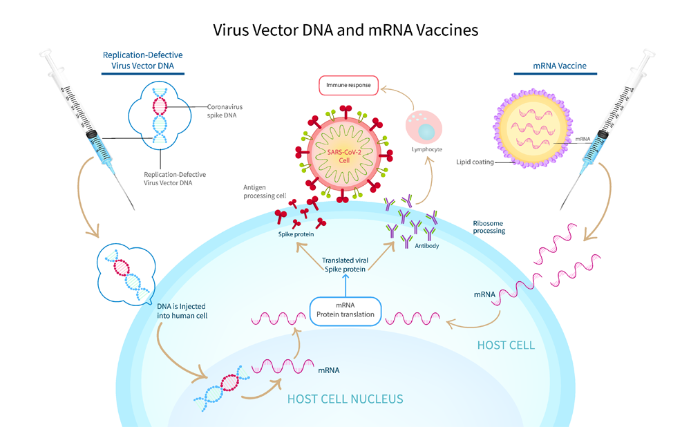 Virus vector DNA vs mRNA vaccine