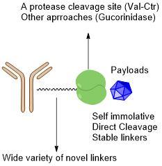 Antibody Drug Conjugates Testing